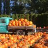 La mia campania Pumpkin Patch giardino delle zucche bambini famiglia halloween autunno