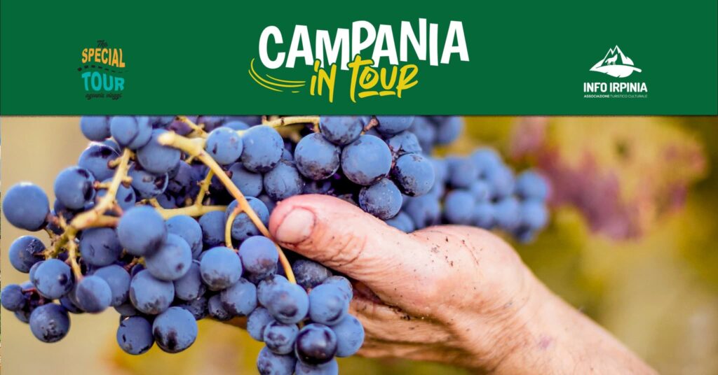 Degustazioni in Campania Vendemmia collettiva e pigiatura dell'uva a Oscata